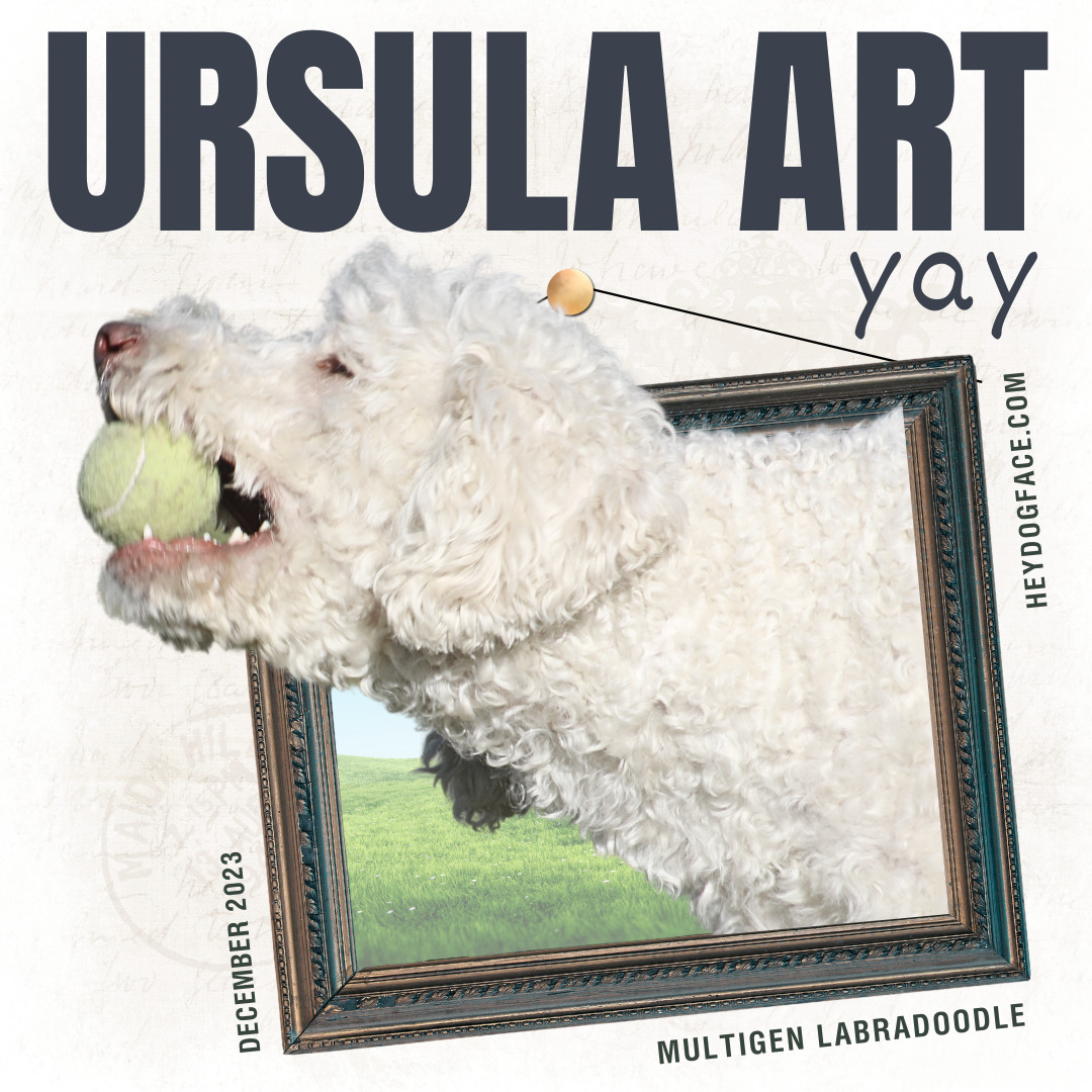 Ursula (Mama to current puppies)