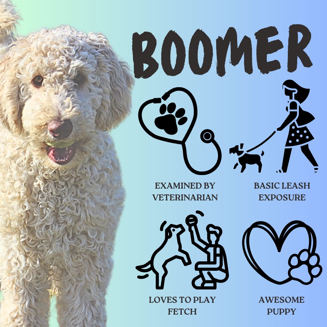 😍 “Boomer”