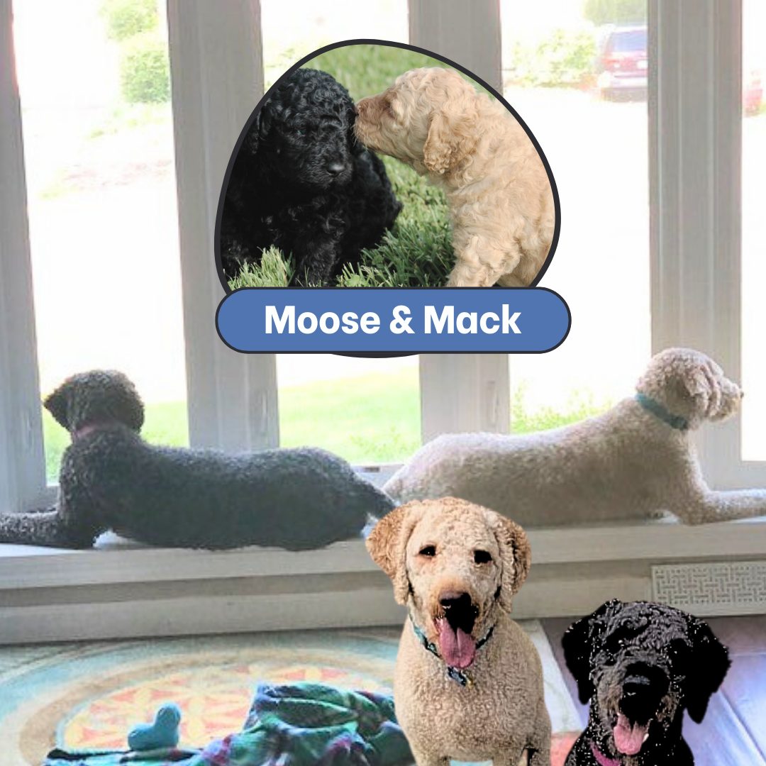 Spotlight – Moose and Mack