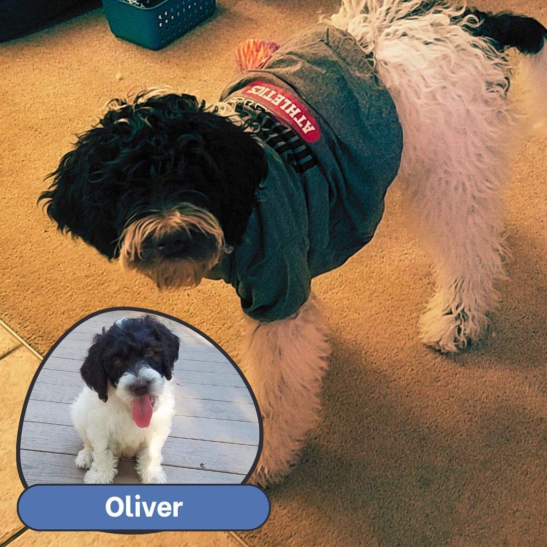 Spotlight – Oliver (parti multigen)